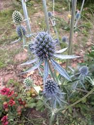 Attēlu rezultāti vaicājumam “Eryngium planum flower”
