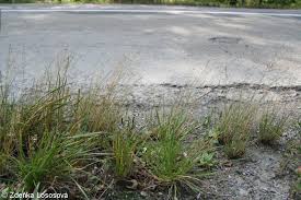 Attēlu rezultāti vaicājumam “Puccinellia distans”