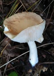 Attēlu rezultāti vaicājumam “Tricholoma album”