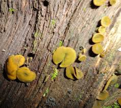 Attēlu rezultāti vaicājumam “Chlorencoelia versiformis”