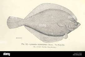 Image result for Myzopsetta ferruginea