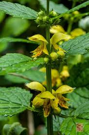 Attēlu rezultāti vaicājumam “Lamiastrum galeobdolon”