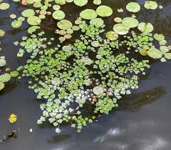 Attēlu rezultāti vaicājumam “Trapa natans leaf”