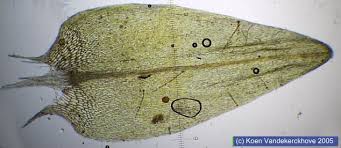 Attēlu rezultāti vaicājumam “Calliergon cordifolium”