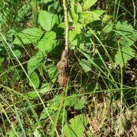 Attēlu rezultāti vaicājumam “Lasioptera rubi larva”