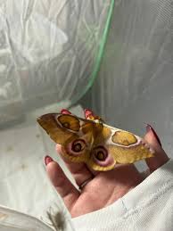 Attēlu rezultāti vaicājumam “Saturnia pavonia eggs”