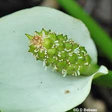 Attēlu rezultāti vaicājumam “Calla palustris fruit”