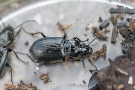 Attēlu rezultāti vaicājumam “Pterostichus quadrifoveolatus”