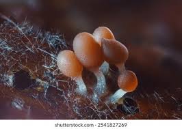 Attēlu rezultāti vaicājumam “Physarum oblatum stalked”