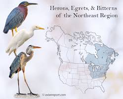 Image result for heron