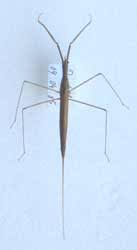 Attēlu rezultāti vaicājumam “Ranatra linearis”