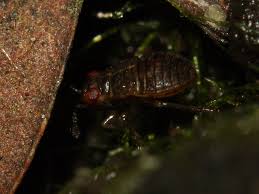 Attēlu rezultāti vaicājumam “Saldula saltatoria”