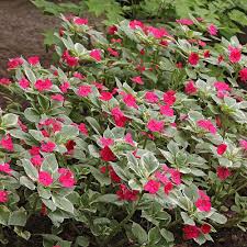 Image result for Impatiens walleriana