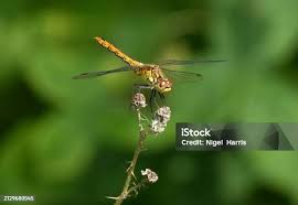 Attēlu rezultāti vaicājumam “Sympetrum sanguineum female”