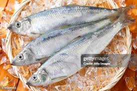 Image result for Clupea pallasii