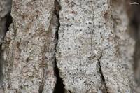 Attēlu rezultāti vaicājumam “Arthonia vinosa”