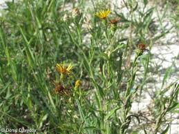 Attēlu rezultāti vaicājumam “Inula salicina leaf”