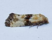 Attēlu rezultāti vaicājumam “Eupoecilia angustana”