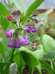 Attēlu rezultāti vaicājumam “Symphytum officinale”