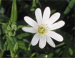 Attēlu rezultāti vaicājumam “Stellaria holostea fruit”