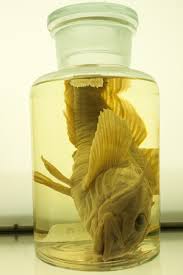 Image result for Myoxocephalus octodecemspinosus