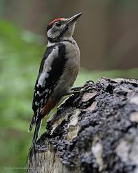 Attēlu rezultāti vaicājumam “Dendrocopos major”