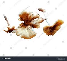 Attēlu rezultāti vaicājumam “Langermania gigantea”