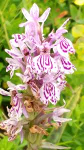 Attēlu rezultāti vaicājumam “Dactylorhiza maculata”