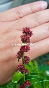 Attēlu rezultāti vaicājumam “Chenopodium foliosum fruit”