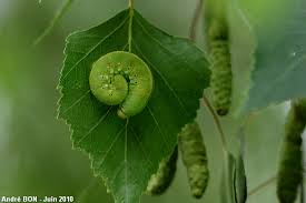 Attēlu rezultāti vaicājumam “Cimbex femoratus larva”