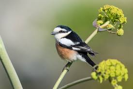 Image result for Lanius nubicus