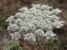 Image result for Heracleum sphondylium