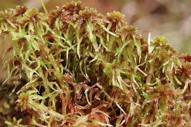 Attēlu rezultāti vaicājumam “Sphagnum russowii”
