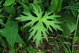 Attēlu rezultāti vaicājumam “Ranunculus acris leaf”