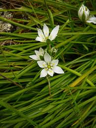 Attēlu rezultāti vaicājumam “Ornithogalum umbellatum flower”