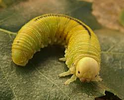 Attēlu rezultāti vaicājumam “Cimbex femoratus imago”