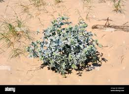 Attēlu rezultāti vaicājumam “Eryngium maritimum bud”