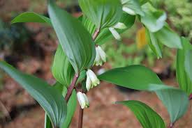 Attēlu rezultāti vaicājumam “Polygonatum odoratum flower”