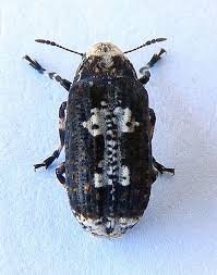 Image result for Coleoptera Curculionoidea
