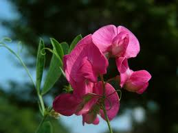Attēlu rezultāti vaicājumam “Lathyrus tuberosus bud”
