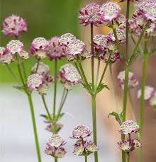 Image result for Astrantia majon `Abbey Road`