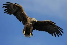 Attēlu rezultāti vaicājumam “Haliaeetus albicilla”