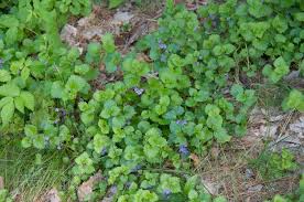 Image result for Glechoma hederacea