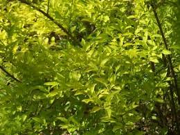 Attēlu rezultāti vaicājumam “Forsythia viridissima”