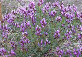 Attēlu rezultāti vaicājumam “Astragalus arenarius flower”