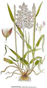 Attēlu rezultāti vaicājumam “Holcus lanatus”