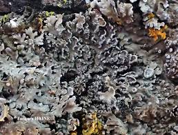 Attēlu rezultāti vaicājumam “Physconia detersa”