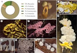Attēlu rezultāti vaicājumam “Diachea leucopodia young”