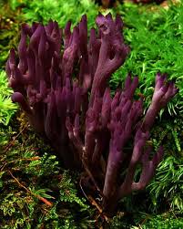 Attēlu rezultāti vaicājumam “Clavulina amethystina”