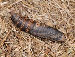 Attēlu rezultāti vaicājumam “Deilephila porcellus”